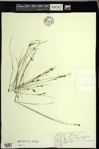 Rhynchospora fusca image