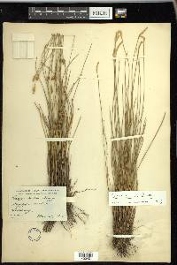 Carex exilis image