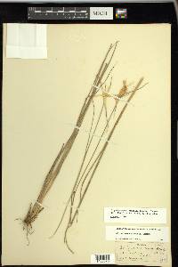 Rhynchospora latifolia image