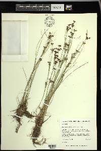 Rhynchospora microcarpa image