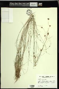 Rhynchospora gracilenta image