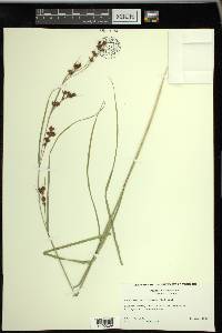 Rhynchospora glomerata image