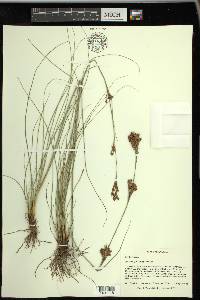 Rhynchospora torreyana image