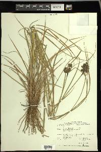 Scirpus atrocinctus image