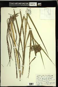 Scirpus atrocinctus image