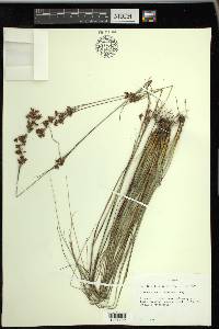 Rhynchospora torreyana image