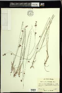 Rhynchospora wrightiana image