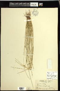 Schoenoplectiella smithii image