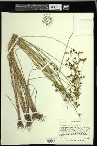 Rhynchospora scirpoides image