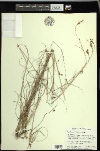 Rhynchospora torreyana image