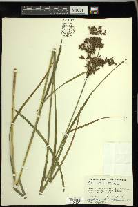 Scirpus atrocinctus image