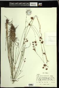 Rhynchospora recognita image