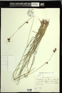 Rhynchospora recognita image