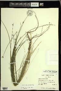 Schoenoplectus subterminalis image