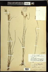 Carex pallescens image