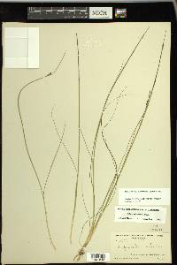 Schoenoplectus subterminalis image