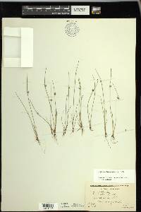 Schoenoplectiella smithii image