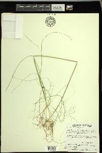 Schoenoplectus subterminalis image