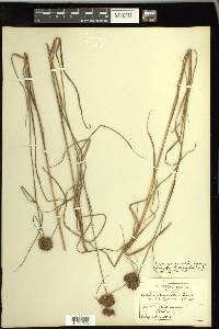 Scirpus atrocinctus image