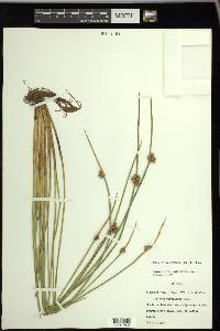 Schoenoplectiella purshiana image