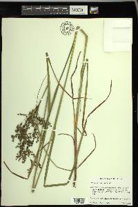 Scirpus atrocinctus image