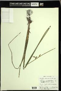 Schoenoplectus etuberculatus image