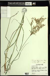 Scirpus atrocinctus image