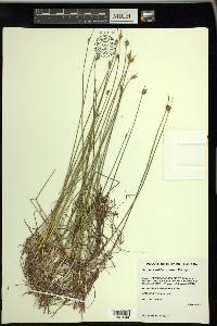 Schoenoplectus subterminalis image