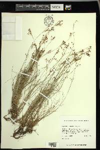 Rhynchospora rariflora image