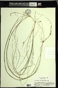 Schoenoplectus subterminalis image