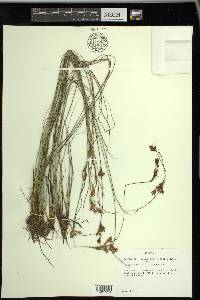 Rhynchospora torreyana image