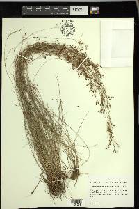 Rhynchospora rariflora image