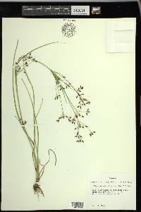 Rhynchospora scirpoides image