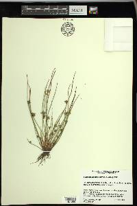 Schoenoplectiella smithii image