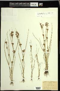 Rhynchospora scirpoides image