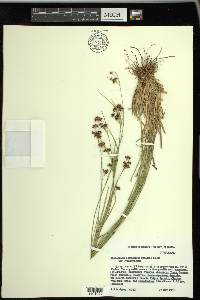 Rhynchospora recognita image