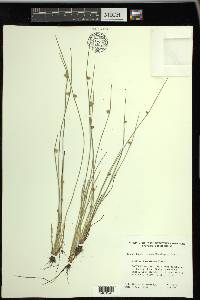 Schoenoplectiella purshiana image