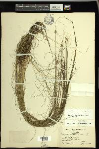 Schoenoplectus subterminalis image