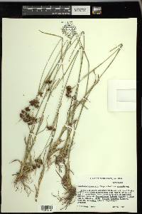 Rhynchospora recognita image