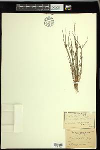 Schoenoplectiella smithii image