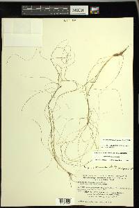 Schoenoplectus subterminalis image