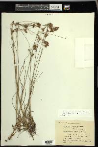 Rhynchospora torreyana image