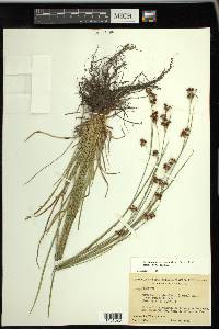 Rhynchospora recognita image