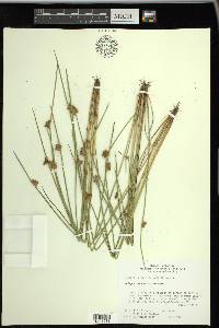 Schoenoplectiella purshiana image