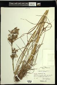 Scirpus atrocinctus image