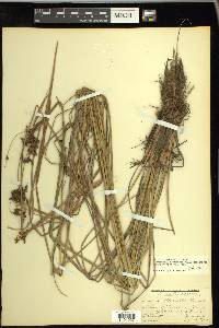 Scirpus atrocinctus image