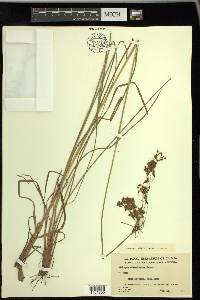 Scirpus atrocinctus image