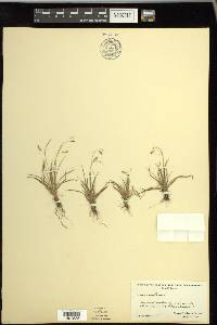 Carex capillaris image