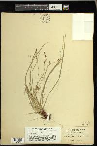 Carex pedunculata image