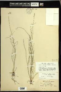 Carex retroflexa image